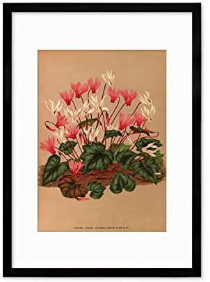 Antiker botanischer Kunstdruck - Wanddekor Kunst Vintage Alpenveilchen Blumen Poster A3 (schwarz groß + Passepartout)
