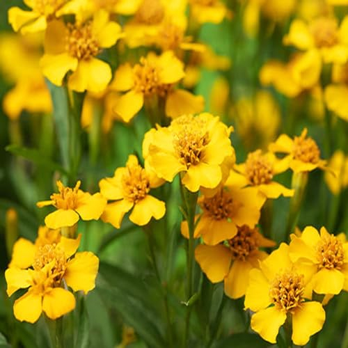 50 Graines d'Estragon Mexicain (Tagettes lucida) - semences paysannes reproductibles - SemiSauvage