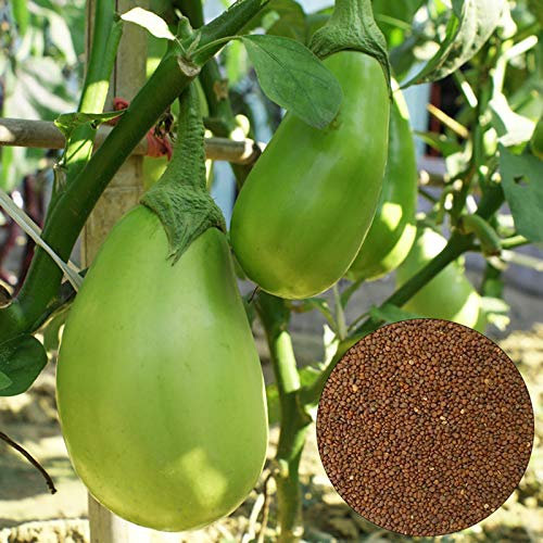 100 Stück Auberginensamen, Auberginensamen, Gemüsesamen für Garten und Balkon,Ideale Garten Pflanzen, Balkon Pflanzen & Kübelpflanzen