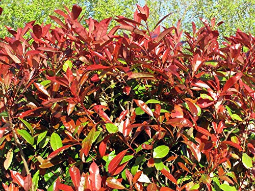 Photinia Red Robin 10 Semi Photinia Red Robin fraseri