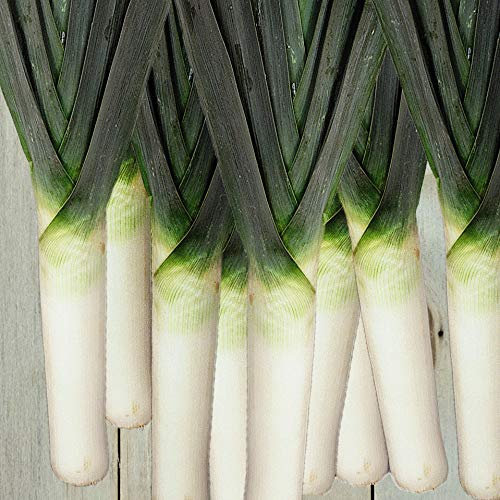 Leek Blauwgroene Herfst- Murcia Hardy Biennial Allium porum 1 Packet (100 Seeds) by Thompson and Morgan