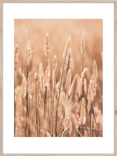 Rambild gräs 2 | Artbox väggbild | bild med träram utseende rambild | Vete gräs sommar sol natur fält äng atmosfär | vardagsrum sovrum kontor | orange vit brun rosa | 50 x 70 cm