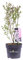 Pianta di Lillà Pianta di Syringa diverse varietà pianta da esterno pianta ornamentale da fiore pianta vera di Lillà cespuglio di Syringa venduto da eGarden.store (Syringa Meyeri Flowerfesta White)