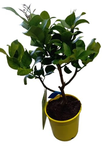 Árbol de Limón Natural en Maceta de 17cm - Frutal Resistente y de Fácil Cuidado