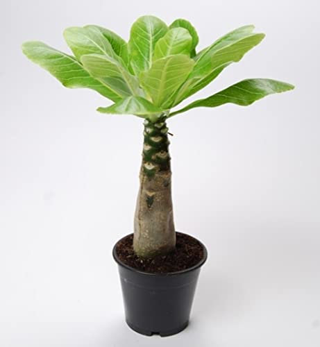 Brighamia Insignis - Hawaiian Palm - Succulent Easy Care Indoor House Plant | Height 40-45 cm | Pot Ø 12cm
