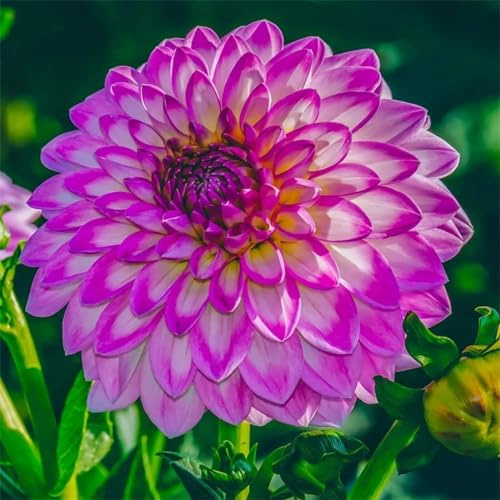 Dalia resistente al invierno, fácil de cultivar, doble floración, multicolor de alto rendimiento. fácil de cuidar, larga floración, 2bulbos-B