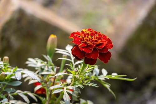 360 Seeds Tagetes Patula Nana Double Red Brocade