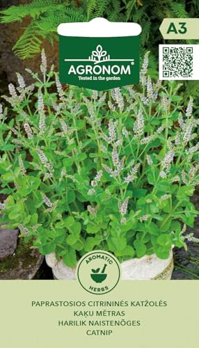 AGRONOM | Semillas de hierba gatera | Semillas de flores | Semillas de plantas | Semillas de jardín | Planta perenne rica en néctar | Semillas de plantas| 1 paquete