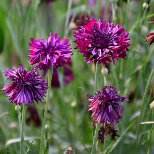 semi di fiordaliso selvatico - giardino biologici varietà tradizionali resistenti, balcone 100pcs