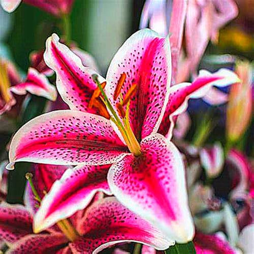 Lilienzwiebeln, Zarte Blumenzwiebeln,Lilium，Duftende Blumen,Lilium Martagon，Lilien Winterhart MehrjäHrig，Winterharte Stauden,Lilien Winterhart-10zwiebeln-A