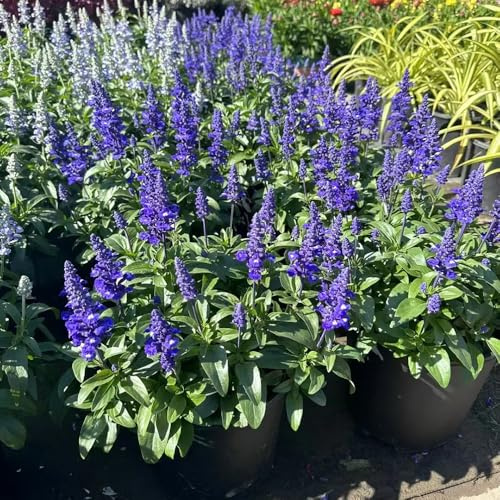 salvia comprare semi, tappezzante perenne resistente di salvia resistenti, giardino da interno selvatici balcone 300pcs