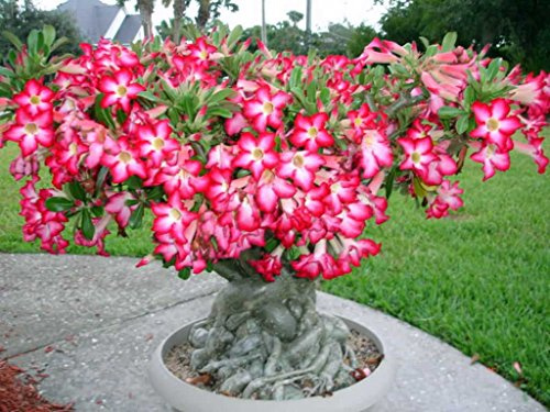 1 PIANTA DI ADENIUM ROSA O ROSA DEL DESERTO VASO 14CM oleandro del Madagascar