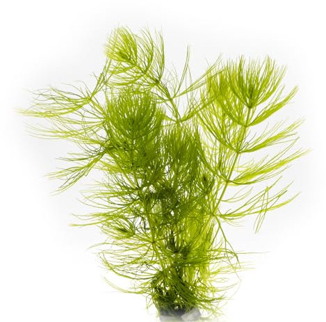Hornkraut, 1 Portion Hornblatt, Ceratophyllum demersum, Wasserpflanze für Urzeitkrebs Becken, Teich und Aquarium, anspruchslos und schnellwüchsig