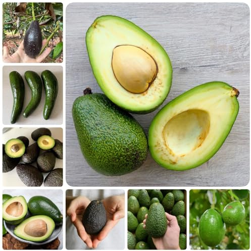 semillas de aguacate, semillas de columnar, semillas de frutas de jardín 80pcs