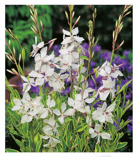 BALDUR Garten Prachtkerze - Gaura 'Weiß',2 Pflanzen, winterharter Blickfang, Blüten in Schmetterlingsoptik, pflegeleicht, ideal für Beet & Kübel, bienenfreundlich, mehrjährig