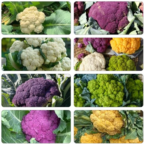 cavolfiore - semi di varietà tradizionali decorazione balconi resistenti semi biologici 225pcs