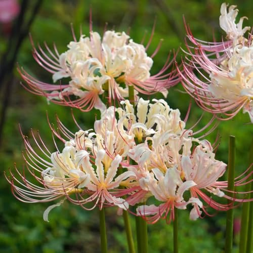 Bulbos de lirio araña - lycoris radiata - balcón, decoración de jardín exterior, sangre, ramo resistentes al aire libre 10pcs