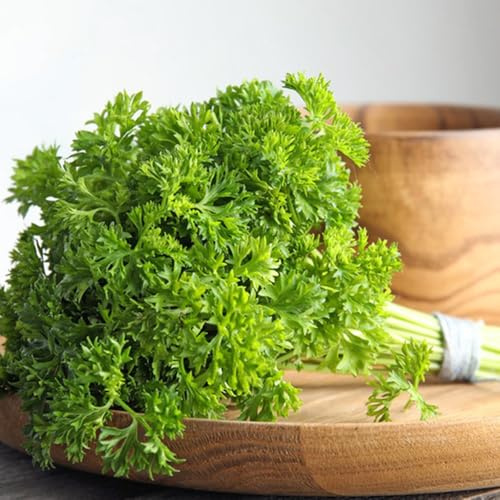 semillas de perejil, tradicionales de perejil perenne resistente cocina de jardín 1500pcs