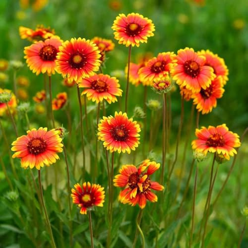 Semillas de Gaillardia, silvestres Semillas de manta, de exterior resistentes 600pcs