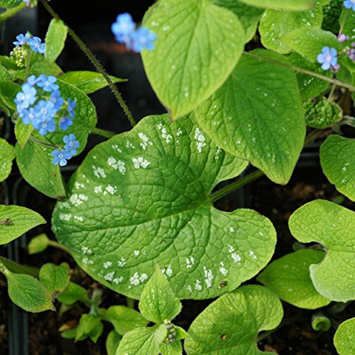 Blumixx Stauden Brunnera macrophylla 'Langtrees' - Kaukasus-Vergißmeinnicht, im 0,5 Liter Topf, blau blühend