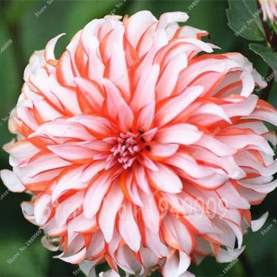 New Dahlia Flower Perennial Flower Seeds 100 Pcs Light Orange