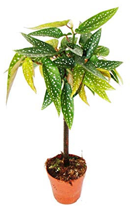 Tamaya Begonia - Begonia albopicta - Tronc de bégonia - pot de 9cm