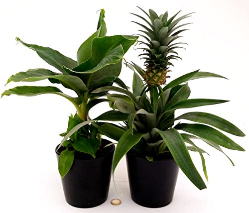 POWERS TO FLOWERS - PIANTA DEL BANANO e PIANTA DELL'ANANAS, DUO PIANTE DA FRUTTO TROPICALI, vaso13CM, piante vere