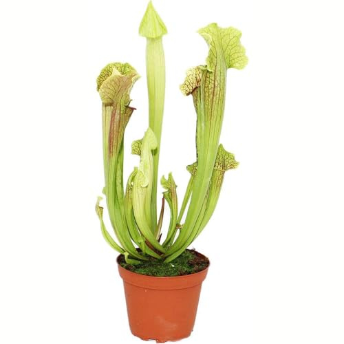 carnivora - semi Nepenthes succulenti resistenti resistenti per il giardino semi di carnivori interni balcone tetti verdi Decorazione 300pcs
