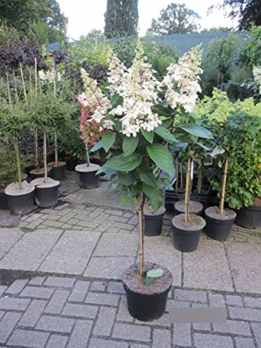 Hochstamm - Hydrangea paniculata Bobo - Rispenhortensie Bobo