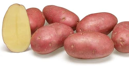 Debaere - Alouette 60 Plants de Pomme de Terre