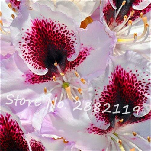 7: ¡vendita! Semi di rododendro Fresco, 150 pezzi/borsa Semi di Fiori rari Bellissimo giardino Pianta Bonsai Il taso di germinazione 95% di alta qualità
