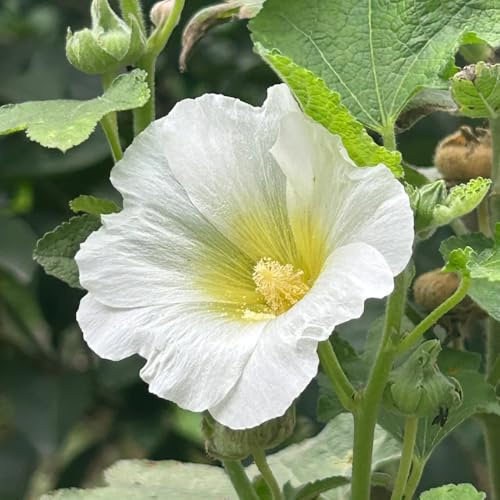 semi di malvarosa di recisi biologici di malvarosa decorazione da giardino per esterni, tappeto to primaverile, selvatici 100pcs