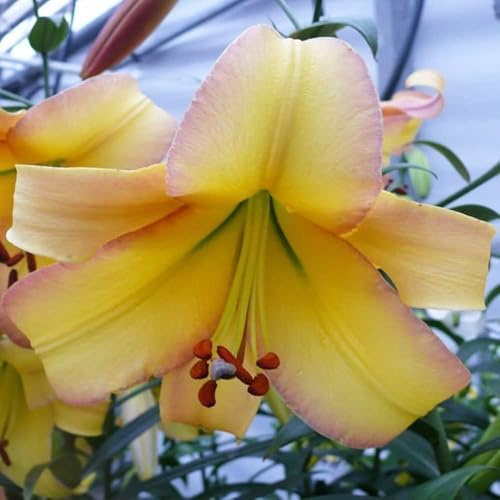 Lis géant 'Rising Moon' - vivace