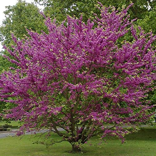 Cercis Siliquastrum- Arbre de Judée 40-50 cm en conteneur