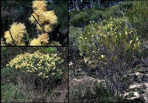 Bombush profumato menta piperita - semi frais - NPWS
