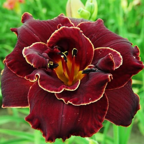 Hemerocallis de lirio de día- La mejor opción para la decoración del jardín. - Pétalos de colores variados （NVNJHJN）.-15 bulbos-C