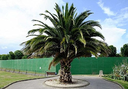 Phoenix canariensis Canary Island Date Palm Seeds 100