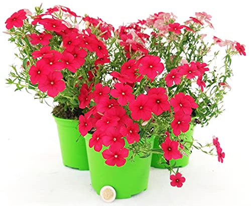 POWERS TO FLOWERS - PHLOX RIFIORENTE TAPEZZANTE ROSSO, VASO 13CM, 3 PIANTE, piante vere
