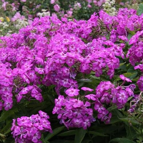 6 x Hohe Flammenblume 'Amethyst' - Phlox Paniculata 'Amethyst' Topf 9x9cm: Lilafarbene Blütenrispen für sonnige Gärten