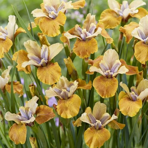 Bulbos de iris - perennes resistentes balcón de jardín 12pcs