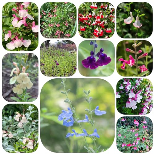 semillas de salvia - para jardín, exterior, resistentes, orgánicas 300pcs