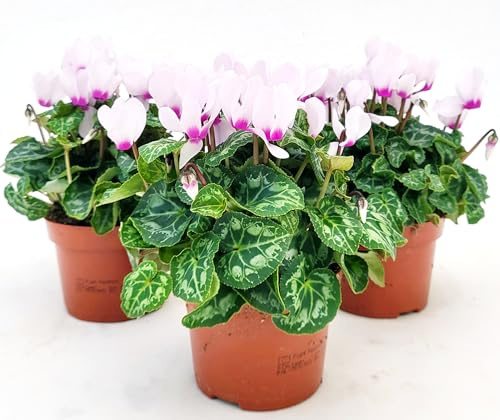 POWERS TO FLOWERS - CICLAMINO PROFUMATO ODORA, 3 PIANTE, VASO 12CM Diametro, piante vere