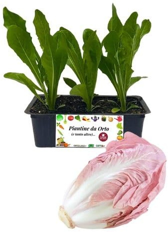 P. Piantine da Orto | Radicchio Rosa Mantovano, Kit 9 Piantine, Pianta Pronta per il Trapianto, Pianta Vera da Orto, da Balcone e da Esterno, Vivaio Italiano
