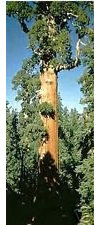 Sequoiadendron giganteum Séquoia gigante semi !