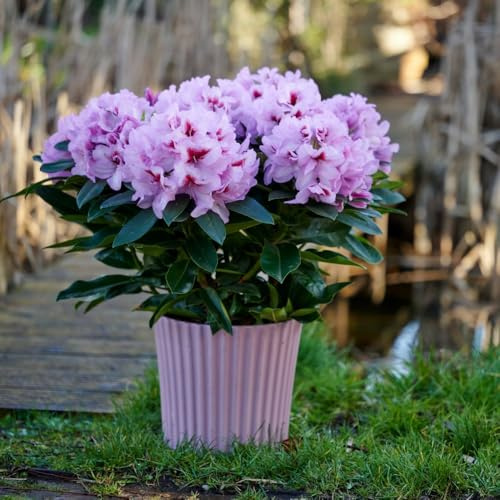 Rhododendron 'XXL Lila Flame' Bicoloured Large Lilac Flowers Compact Evergreen Shrub 1x 23cm Pots by Thompson and Morgan