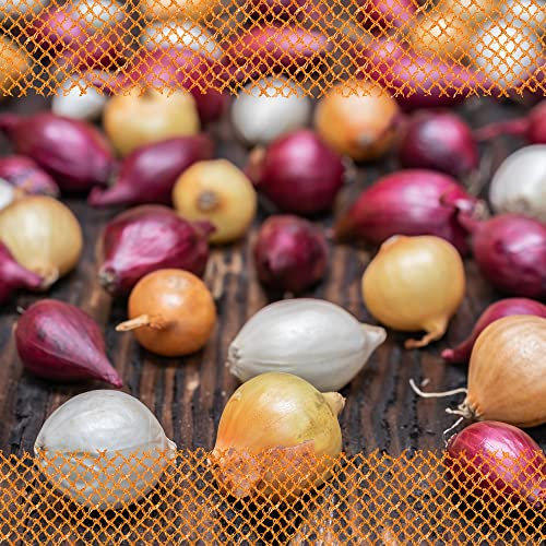 FLORTUS 2000-0423-500g Steckzwiebeln Disco Mix 500 g I Zwiebeln in hoher Qualität pflanzen I Gemüsezwiebel in der Größe 14 - 21 mm