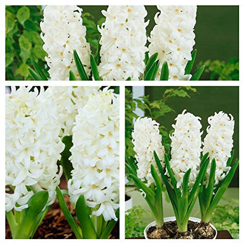 Hyacinth White Pearl Flower Bulbs. Size 15/16 (10)