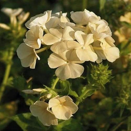 Semi gialli Phlox di Fiori (Phlox drummondii) 400 + Semi