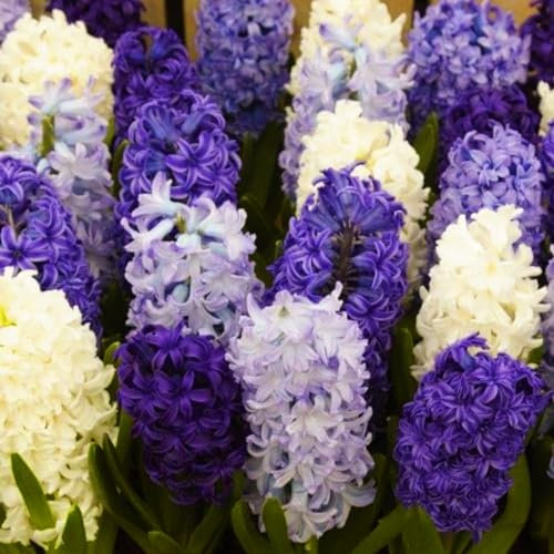 Hyazinthenzwiebel-Winterhart MehrjäHrig,Hyazinthen Zwiebeln Winterhart,Traubenhyazinthen Zwiebeln,Hyazinthen Rhizome,In Töpfe pflanzen-2zwiebeln-a