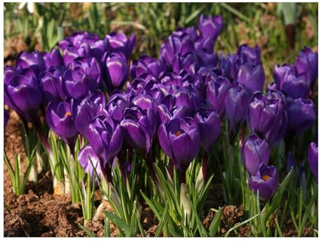 20 x Large Flowering Crocus Remembrance Bulbs Early Spring Purple Flowers Autumn Planting for Naturalising Borders Containers Lawns Hardy Pollinator Friendly